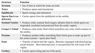 24
Structure Function
Scrotum • Sac of skin in which the testes are held
Testes • Produces sperm and testosterone
Epididymis • Sperm storage and maturation
Sperm Duct (vas
deferens)
• Carries sperm from the epididymis to the urethra
Seminal Vesicles • Produce milky seminal fluid (sugary alkaline fluid in which sperm are
suspended, nourished and protected from the acidic vagina)
Cowper’s Gland • Produces clear sticky fluid which neutralises any urine which remains in
the urethra.
Prostate • Produces another milky nourishing fluid which goes to make up part of
the semen (semen = sperm plus fluid)
Penis • Transfer of sperm into the vagina. Becomes engorged with blood during
sexual arousal. Once hard and erect, it can penetrate the soft tissue of the
vagina.
Urethra • Carries sperm along and out of the penis.
 