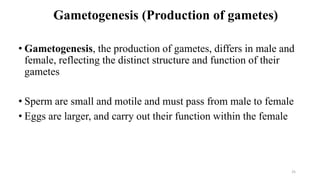 Gametogenesis (Production of gametes)
• Gametogenesis, the production of gametes, differs in male and
female, reflecting the distinct structure and function of their
gametes
• Sperm are small and motile and must pass from male to female
• Eggs are larger, and carry out their function within the female
25
 