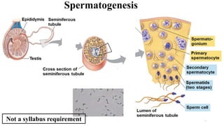 Spermatogenesis
28
Not a syllabus requirement
 