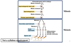 Primordial germ cell in embryo
Mitotic divisions
Spermatogonial stem cell
Spermatogonium
Mitotic divisions
Mitotic divisions
Primary spermatocyte
Meiosis I
Meiosis II
Secondary spermatocyte
Early
spermatid
Sperm cell
Differentiation
(Sertoli cells
provide nutrients)
2n
2n
2n
n n
n n n n
n n n n
Meiosis
Mitosis
29
Not a syllabus requirement
 