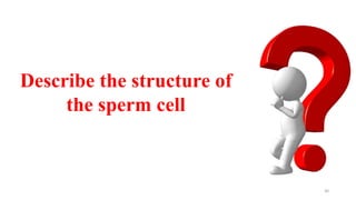 30
Describe the structure of
the sperm cell
 