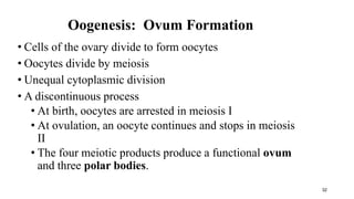 32
Oogenesis: Ovum Formation
• Cells of the ovary divide to form oocytes
• Oocytes divide by meiosis
• Unequal cytoplasmic division
• A discontinuous process
• At birth, oocytes are arrested in meiosis I
• At ovulation, an oocyte continues and stops in meiosis
II
• The four meiotic products produce a functional ovum
and three polar bodies.
 