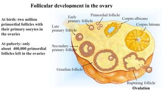 35
Follicular development in the ovary
Ovulation
At birth: two million
primordial follicles with
their primary oocytes in
the ovaries
At puberty: only
about 400,000 primordial
follicles left in the ovaries
 
