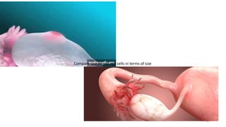 36
Compare sperm and egg cells in terms of size
 