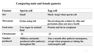 Comparing male and female gametes
41
Feature Sperm cell Egg cell
size
Movement
Food store
Chromosome
Number
produced
Small Much larger than sperm cell
Swims using tail Moved along the oviduct by cilia and
peristalsis (does not move itself)
Uses sugar in seminal
fluid
Protein and fat in cytoplasm
23 23
Millions constantly
produced (after puberty)
throughout life
One a month after puberty-menopause,
except when pregnant or taking the
contraceptive pill
 