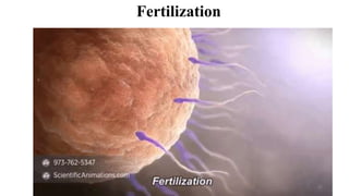 Fertilization
42
 