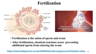 43
Fertilization
• Fertilization is the union of sperm and ovum
• After fertilization, chemical reactions occur preventing
additional sperm from entering the ovum
https://www.babycentre.co.uk/v1049102/inside-pregnancy-fertilisation-video
 