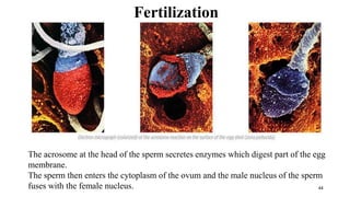 44
The acrosome at the head of the sperm secretes enzymes which digest part of the egg
membrane.
The sperm then enters the cytoplasm of the ovum and the male nucleus of the sperm
fuses with the female nucleus.
Fertilization
 