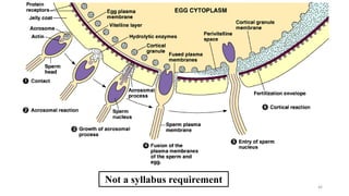 Not a syllabus requirement
46
 