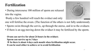 Fertilization
• During intercourse 100 million of sperm are released
into the vagina.
only a few hundred will reach the oviduct and only
one will fertilise the ovum. (The function of the others is not fully understood).
• Sperm swim through the cervix, up through the uterus, and in to the oviducts
• If there is an egg moving down the oviduct it may be fertilized by the sperm.
Ovum can survive for about 24 hours in the oviduct;
Sperm can survive up to 3 days
 So there is about 4 days each month when fertilisation might occur.
It can be used either to achieve or to avoid fertilisation
47
 