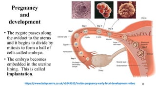 48
Pregnancy
and
development
• The zygote passes along
the oviduct to the uterus
and it begins to divide by
mitosis to form a ball of
cells called embryo.
• The embryo becomes
embedded in the uterine
lining. This is called
implantation.
https://www.babycentre.co.uk/v1049105/inside-pregnancy-early-fetal-development-video
 