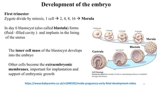 50
First trimester
Zygote divide by mitosis, 1 cell  2, 4, 8, 16  Morula
In day 6 blastocyst (also called blastula) forms
(fluid –filled cavity ) and implants in the lining
of the uterus
Development of the embryo
https://www.babycentre.co.uk/v1049105/inside-pregnancy-early-fetal-development-video
The inner cell mass of the blastocyst develops
into the embryo
Other cells become the extraembryonic
membranes, important for implantation and
support of embryonic growth
Morula
Blastula
Gastrula
 