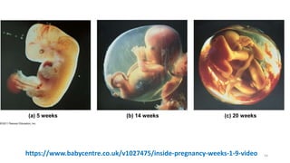 (a) 5 weeks (b) 14 weeks (c) 20 weeks
https://www.babycentre.co.uk/v1027475/inside-pregnancy-weeks-1-9-video 54
 