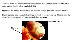 55
Inside the uterus the embryo becomes enclosed in a fluid-filled sac called the amnion or
water sac (the fluid is called amniotic fluid)
 protects the embryo from damage and prevents unequal pressures from acting on it.
The oxygen and food needed to keep the embryo alive and growing are obtained from the
mother’s blood by means of a structure called the placenta.
Amniotic fluid
Placenta
 