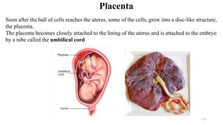 57
Soon after the ball of cells reaches the uterus, some of the cells, grow into a disc-like structure,
the placenta.
The placenta becomes closely attached to the lining of the uterus and is attached to the embryo
by a tube called the umbilical cord
Placenta
 