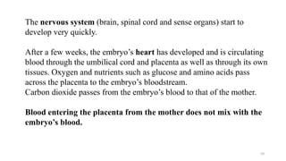 59
The nervous system (brain, spinal cord and sense organs) start to
develop very quickly.
After a few weeks, the embryo’s heart has developed and is circulating
blood through the umbilical cord and placenta as well as through its own
tissues. Oxygen and nutrients such as glucose and amino acids pass
across the placenta to the embryo’s bloodstream.
Carbon dioxide passes from the embryo’s blood to that of the mother.
Blood entering the placenta from the mother does not mix with the
embryo’s blood.
 