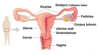 ( Fallopian tube)
8
 