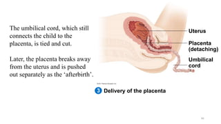Delivery of the placenta
Uterus
Umbilical
cord
Placenta
(detaching)
3
The umbilical cord, which still
connects the child to the
placenta, is tied and cut.
Later, the placenta breaks away
from the uterus and is pushed
out separately as the ‘afterbirth’.
82
 