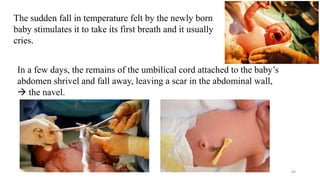 The sudden fall in temperature felt by the newly born
baby stimulates it to take its first breath and it usually
cries.
In a few days, the remains of the umbilical cord attached to the baby’s
abdomen shrivel and fall away, leaving a scar in the abdominal wall,
 the navel.
84
 