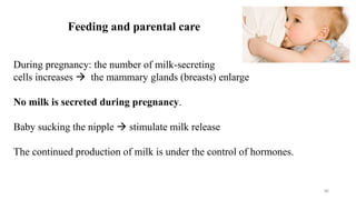 86
During pregnancy: the number of milk-secreting
cells increases  the mammary glands (breasts) enlarge
No milk is secreted during pregnancy.
Baby sucking the nipple  stimulate milk release
The continued production of milk is under the control of hormones.
Feeding and parental care
 