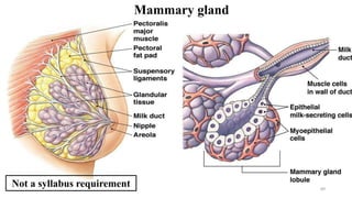 Mammary gland
Not a syllabus requirement 89
 