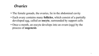 Ovaries
• The female gonads, the ovaries, lie in the abdominal cavity
• Each ovary contains many follicles, which consist of a partially
developed egg, called an oocyte, surrounded by support cells
• Once a month, an oocyte develops into an ovum (egg) by the
process of oogenesis
9
 