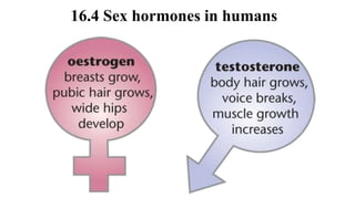 16.4 Sex hormones in humans
 