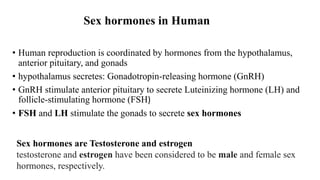 Sex hormones in Human
• Human reproduction is coordinated by hormones from the hypothalamus,
anterior pituitary, and gonads
• hypothalamus secretes: Gonadotropin-releasing hormone (GnRH)
• GnRH stimulate anterior pituitary to secrete Luteinizing hormone (LH) and
follicle-stimulating hormone (FSH)
• FSH and LH stimulate the gonads to secrete sex hormones
Sex hormones are Testosterone and estrogen
testosterone and estrogen have been considered to be male and female sex
hormones, respectively.
 