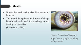 Mouth:
• Notice the teeth and sucker like mouth of
lamprey
• This mouth is equipped with rows of sharp,
keratinized teeth used for attaching to and
feeding on other fish
(Evans et al.,2018).
Figure. 3.mouth of lamprey.
https://www.google.com/img
res?q=mouth
 