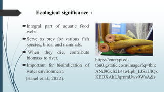 Ecological significance :
Integral part of aquatic food
webs.
Serve as prey for various fish
species, birds, and mammals.
 When they die, contribute
biomass to river.
Important for bioindication of
water environment.
(Hanel et al., 2022).
https://encrypted-
tbn0.gstatic.com/images?q=tbn:
ANd9GcS2L4twEpb_LJSaUtQx
KEDXAhLJqmmUwv9WsA&s
 