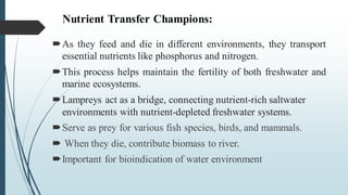 Nutrient Transfer Champions:
As they feed and die in different environments, they transport
essential nutrients like phosphorus and nitrogen.
This process helps maintain the fertility of both freshwater and
marine ecosystems.
Lampreys act as a bridge, connecting nutrient-rich saltwater
environments with nutrient-depleted freshwater systems.
Serve as prey for various fish species, birds, and mammals.
 When they die, contribute biomass to river.
Important for bioindication of water environment
 