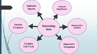 Indicator
Species
Complex
Life Cycle
Cultural
Significance
Regenerative
Abilities
Impressive
Navigation
Ancient
Creatures
Interesting
facts
 