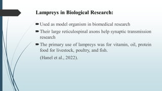 Lampreys in Biological Research:
Used as model organism in biomedical research
Their large reticulospinal axons help synaptic transmission
research
The primary use of lampreys was for vitamin, oil, protein
food for livestock, poultry, and fish.
(Hanel et al., 2022).
 