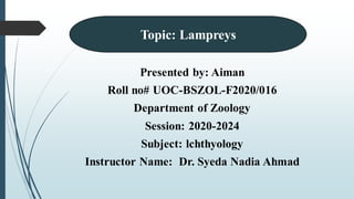 Presented by: Aiman
Roll no# UOC-BSZOL-F2020/016
Department of Zoology
Session: 2020-2024
Subject: lchthyology
Instructor Name: Dr. Syeda Nadia Ahmad
Topic: Lampreys
 