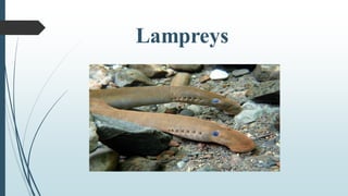 Lampreys
 