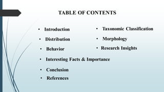 TABLE OF CONTENTS
• Introduction • Taxonomic Classification
• Distribution • Morphology
• Interesting Facts & Importance
• Behavior
• Conclusion
• References
• Research Insights
 