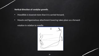 28
Vertical direction of condylar growth:
• Mandilble is lowered more than it is carried forward.
• Muscle and ligamnetous attachment lowering takes place as a forward
rotation in relation to maxilla
 