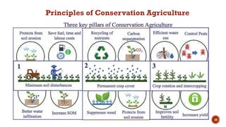 10
Principles of Conservation Agriculture
 