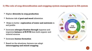 21
 Higher diversity in crop production
 Reduces risk of pest and weed infestation
 Helps in better exploration of water and nutrients in
soil profile
 Increases nitrogen fixation through legumes and
improves balance of N/P/K from both organic and
mineral sources
 Increases humus formation
 Based on the situations, farmers can adopt
intercropping and mixed cropping
3 ) The role of crop diversification and cropping system management in CA system
 
