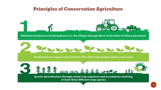 9
Principles of Conservation Agriculture
 