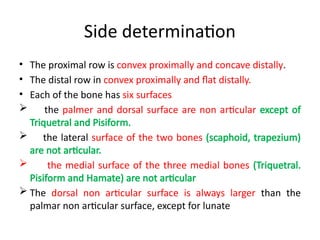 Anatomy of The Carpal Bones of uper limb | PPTX