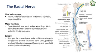 16 - 2 Anatomy of Arm and Elbow (1).pptx
