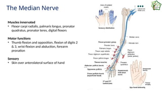 16 - 2 Anatomy of Arm and Elbow (1) (1).pptx