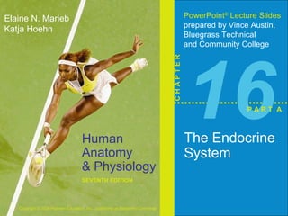 Human 
Anatomy 
& Physiology 
SEVENTH EDITION 
Elaine N. Marieb 
Katja Hoehn 
Copyright © 2006 Pearson Education, Inc., publishing as Benjamin Cummings 
PowerPoint® Lecture Slides 
prepared by Vince Austin, 
Bluegrass Technical 
and Community College 
C H A P T E R 16 The Endocrine 
System 
P A R T A 
 
