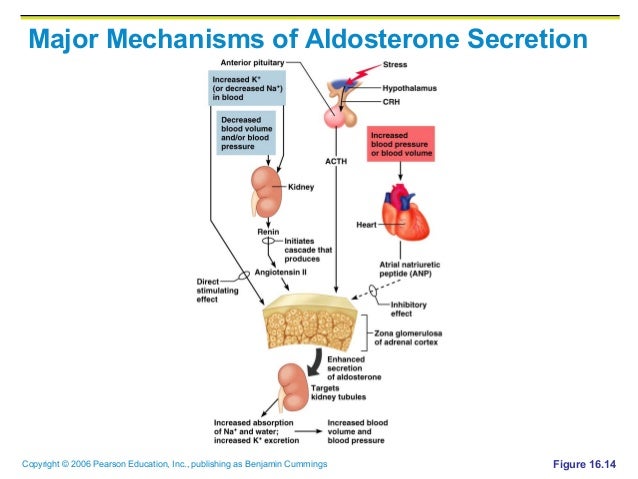 secretes cortisol and aldosterone
