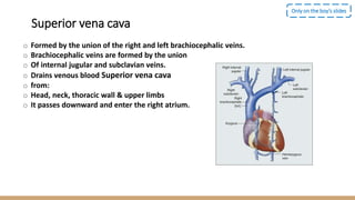o Formed by the union of the right and left brachiocephalic veins.
o Brachiocephalic veins are formed by the union
o Of internal jugular and subclavian veins.
o Drains venous blood Superior vena cava
o from:
o Head, neck, thoracic wall & upper limbs
o It passes downward and enter the right atrium.
Only on the boy’s slides
Superior vena cava
 
