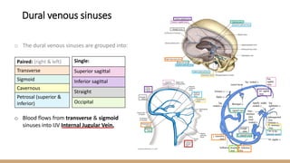 o The dural venous sinuses are grouped into:
o Blood flows from transverse & sigmoid
sinuses into IJV Internal Jugular Vein.
Single:
Superior sagittal
Inferior sagittal
Straight
Occipital
Paired: (right & left)
Transverse
Sigmoid
Cavernous
Petrosal (superior &
inferior)
Dural venous sinuses
 