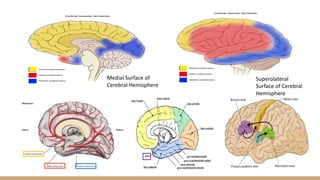 Medial Surface of
Cerebral Hemisphere
Superolateral
Surface of Cerebral
Hemisphere
 