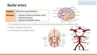 Basilar artery
o The vertebral arteries unite at the lower border of the pons to form the basilar artery.
o Pontine: related to the pons.
o Its formed by 2 vertebral artery
Only on the boy’s slides
Supplies: Mid brain and cerebellum
Branches: • Anterior inferior cerebellar artery.
• Pontine branches.
• Superior cerebellar artery.
Extra
 