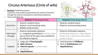 o Branches: Perforating arteries
numerous small vessels that penetrate the surface of the brain
through the anterior and posterior perforating substances.
o They are divided into:
Anterior Perforating Arteries Posterior Perforating Arteries
Arise from:
• Anterior cerebral artery.
• Anterior communicating artery.
• Middle cerebral artery.
• Posterior cerebral artery .
• Posterior communicating artery.
Enter brain
through:
• Anterior perforated substance
(an irregularly quadrilateral (having 4 sides)
area in front of the optic tract and behind
the olfactory trigone).
• Posterior Perforated substance.
(perforated substance: a layer of grey
matter, that is pierced to allow blood
vessels to pass)
Supplies
1. Large part of basal ganglia.
2. Optic chiasma.
3. Internal capsule ( a white matter
structure).
4. Hypothalamus .
1. Ventral portion of Midbrain.
2. Parts of Subthalamus and
Hypothalamus.
Circulus Arteriosus (Circle of wills)
 
